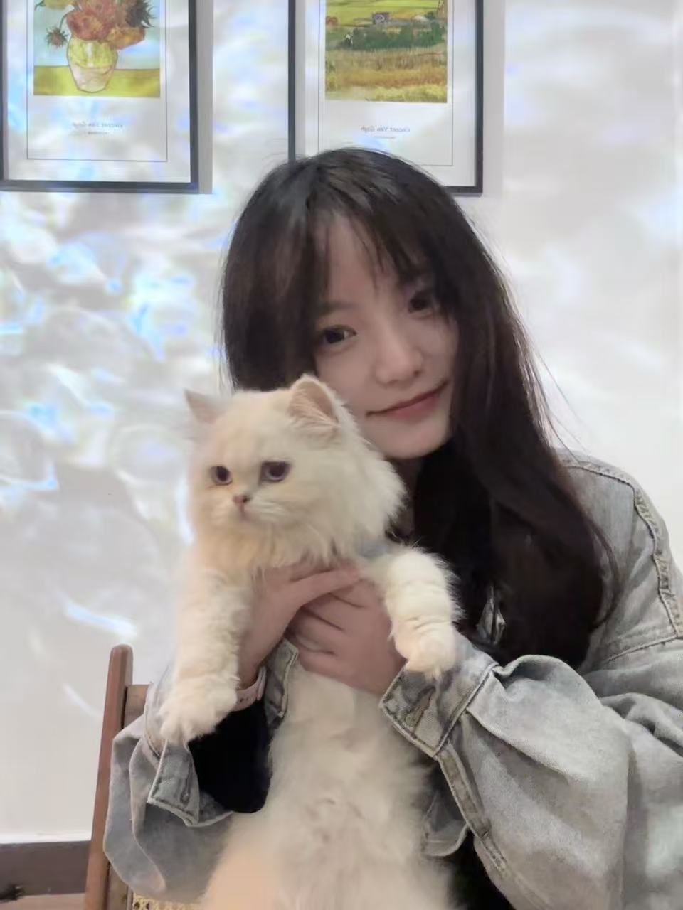 可爱猫咪